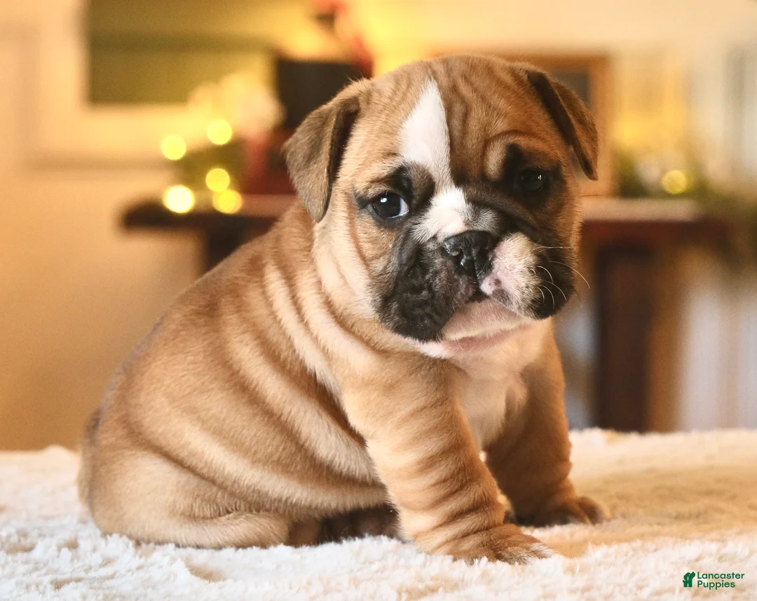 English Bulldog dogs for sale: Gucci - Ad 2