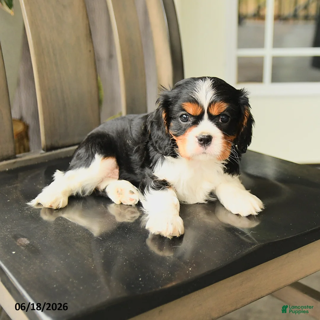 Cavalier King Charles Spaniel dogs for sale: Scotty - Ad 2