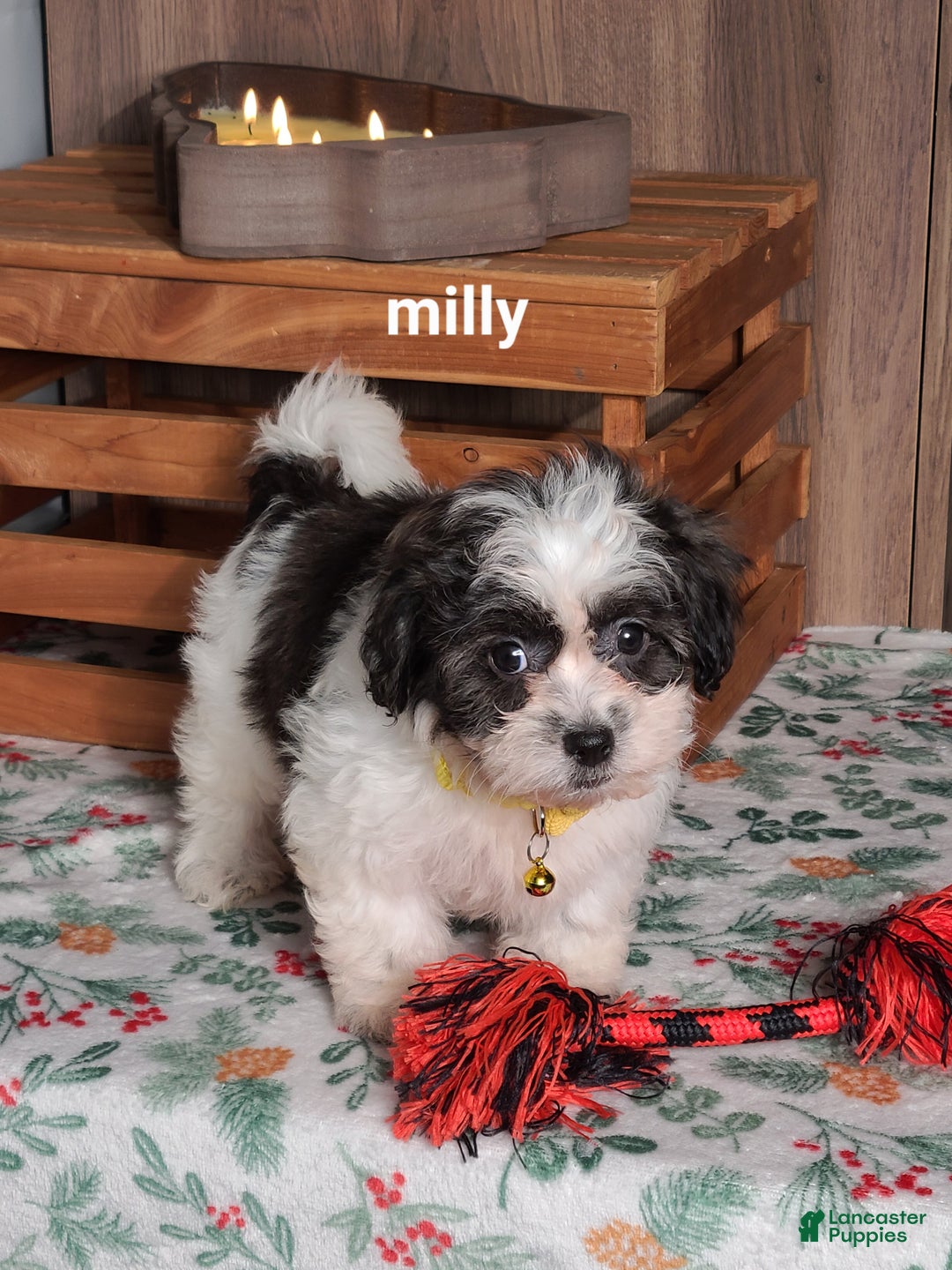 Teddy Bear dogs for sale: Milly - Ad 2