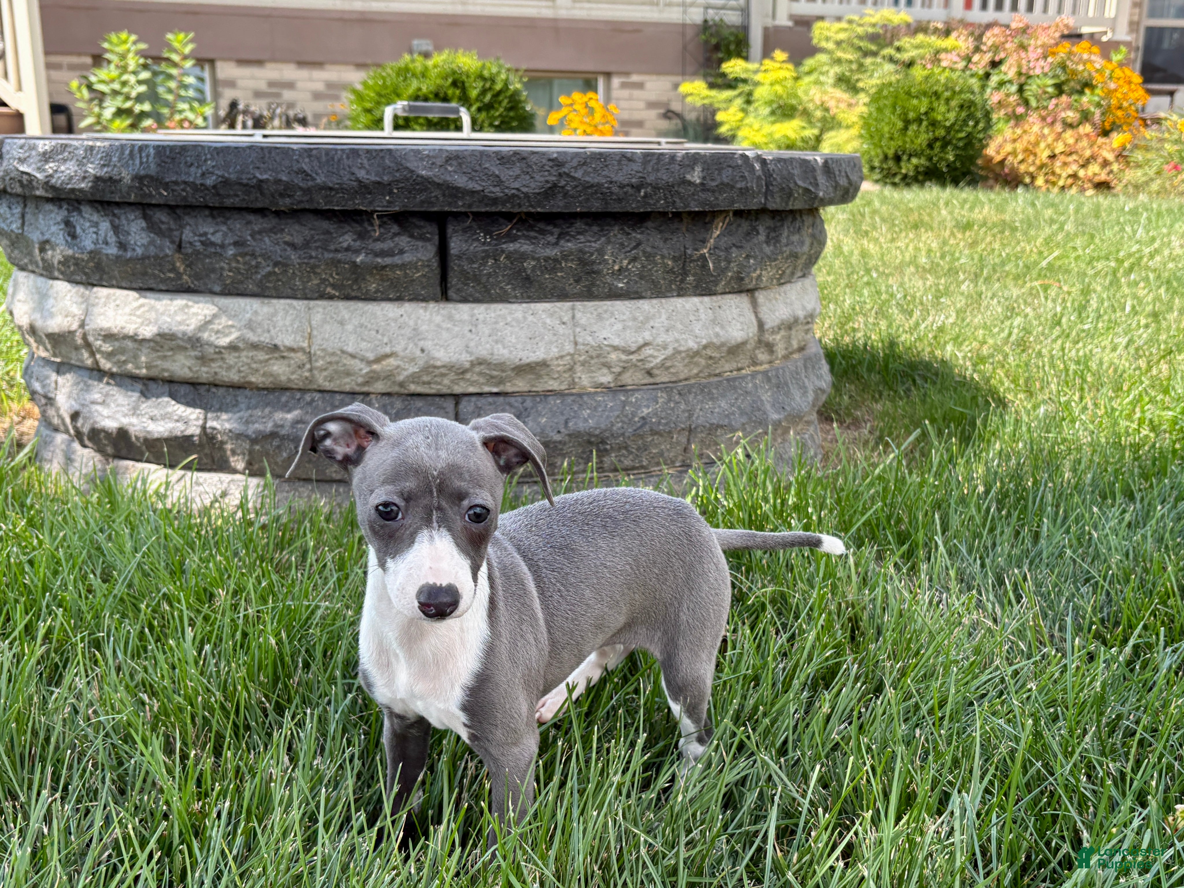 Italian Greyhound dogs Cheyenne  - Ad 2