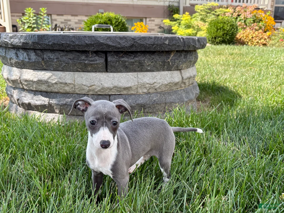 Italian Greyhound dogs for sale: Cheyenne  - Ad 2