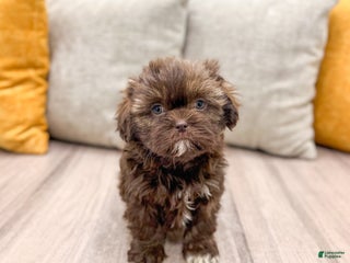 Shih Tzu dogs Layla - Ad 32