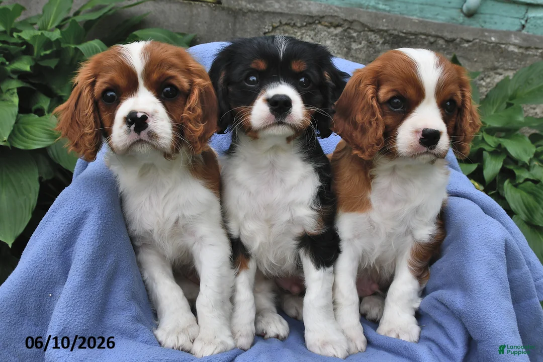 Cavalier King Charles Spaniel dogs for sale: Henry - Ad 3