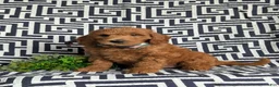 Mini Goldendoodle dogs for sale: Twain Hypoallergenic - Ad 5