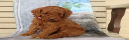 Mini Goldendoodle dogs for sale: Spice - Ad 6
