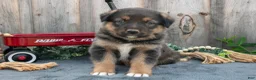 Mixed Breed dogs for sale: Gunner - Ad 1
