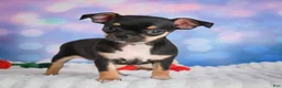 Chihuahua dogs for sale: Charlie - Ad 4