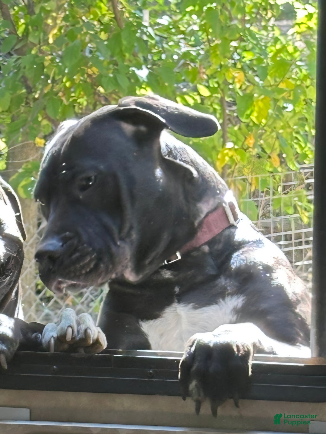 Mixed Breed dogs for sale: Wall•E - Ad 9