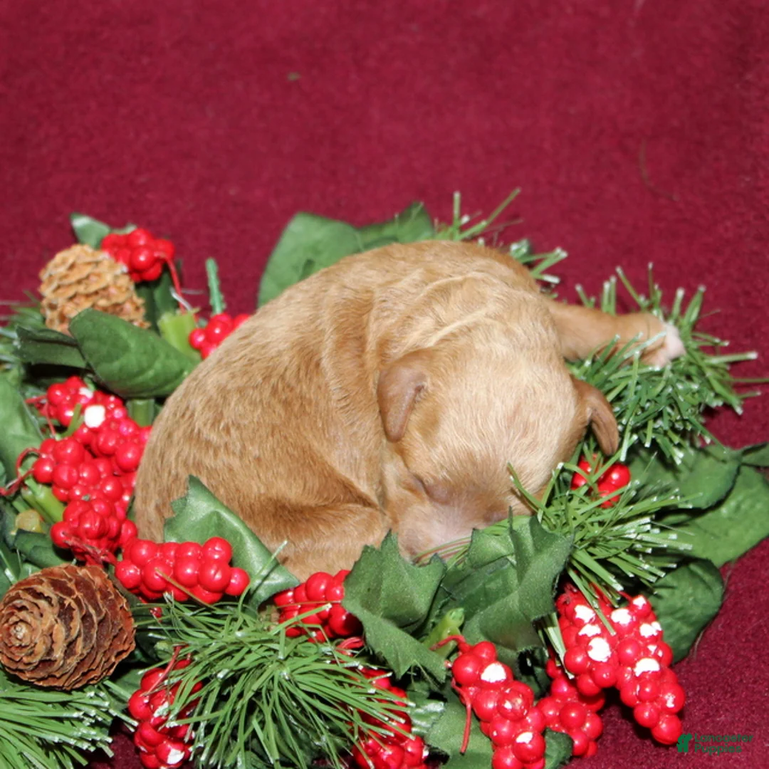 Miniature Poodle dogs for sale: Xena - Ad 4