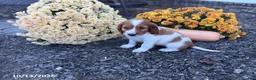 Welsh Springer Spaniel dogs for sale: Lollipop - Ad 4