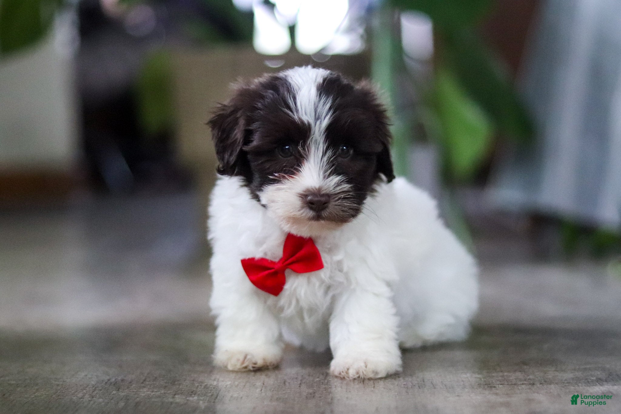 Havanese dogs Beau - Ad 2