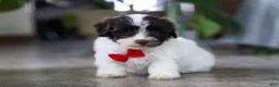 Havanese dogs for sale: Beau - Ad 2