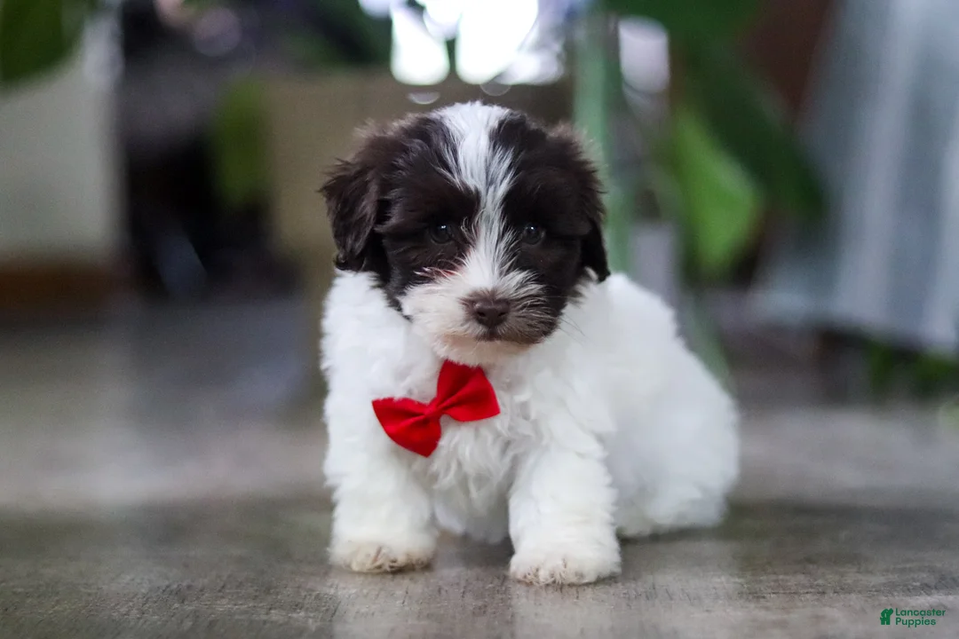 Havanese dogs for sale: Beau - Ad 2