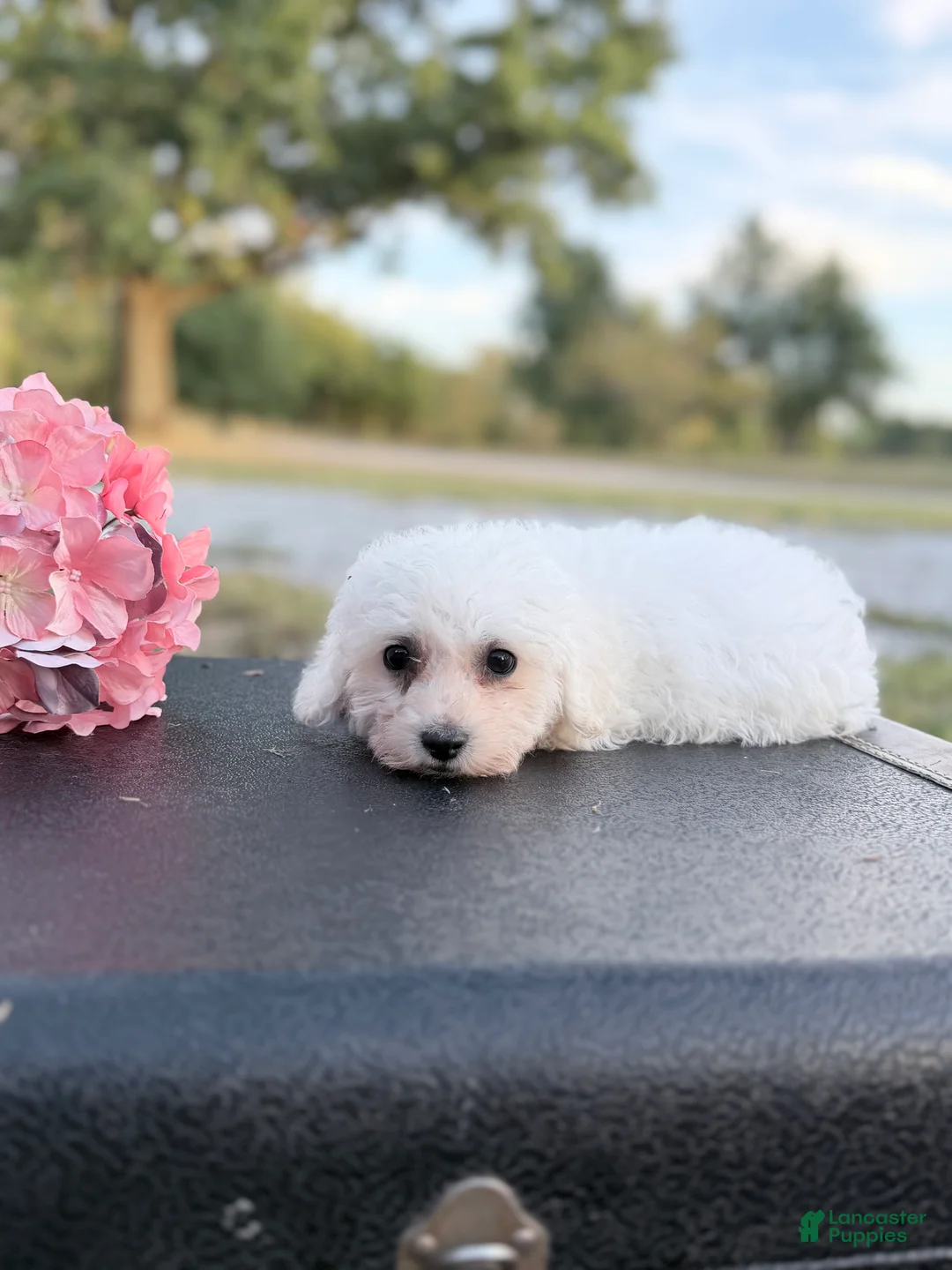 Bichon Frise dogs for sale: Bichon Frise - Mason - Ad 2