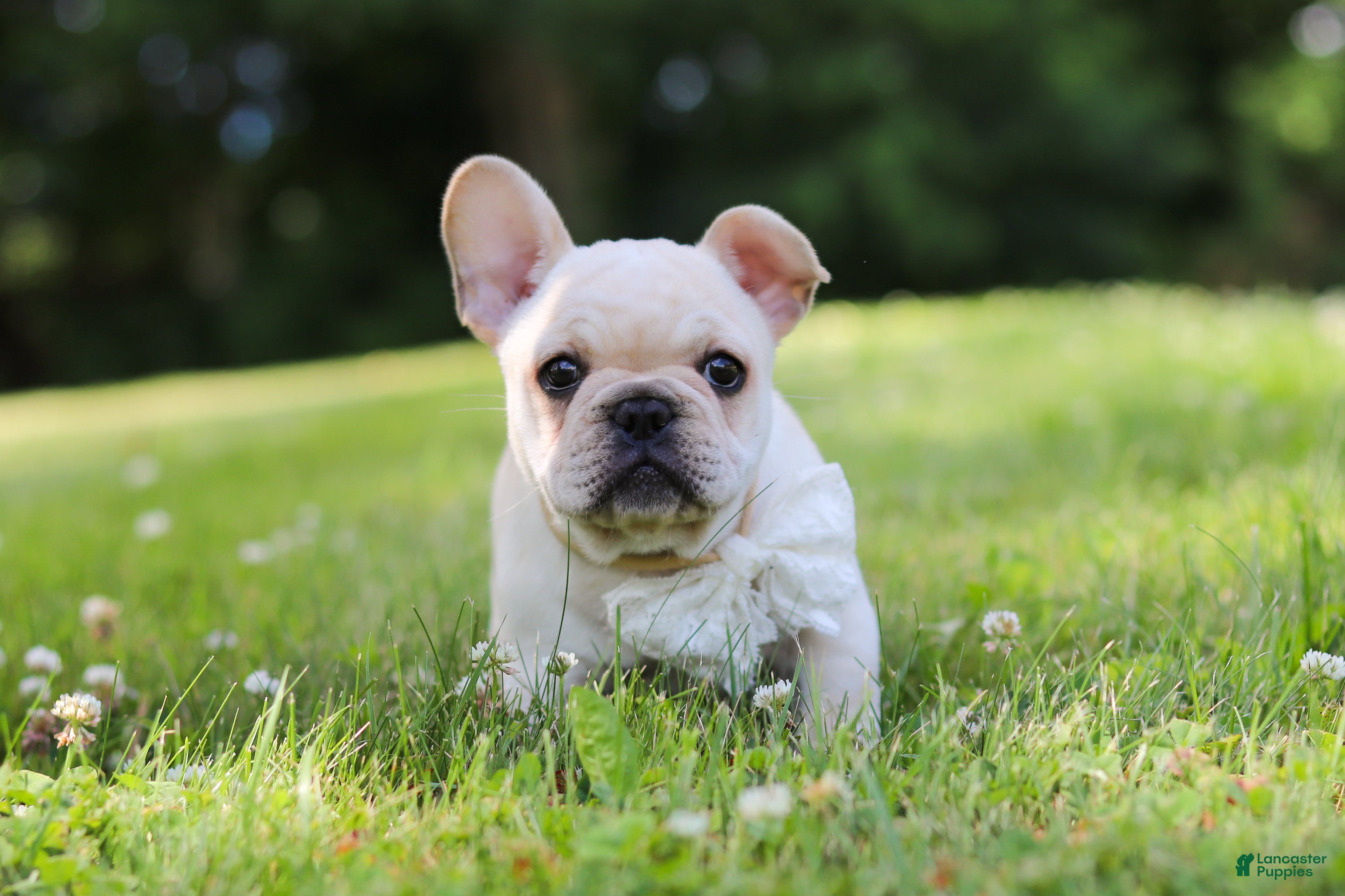 French Bulldog dogs Allie - Ad 2