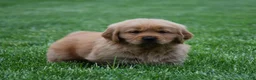 Golden Retriever dogs for sale: Milo - Ad 3