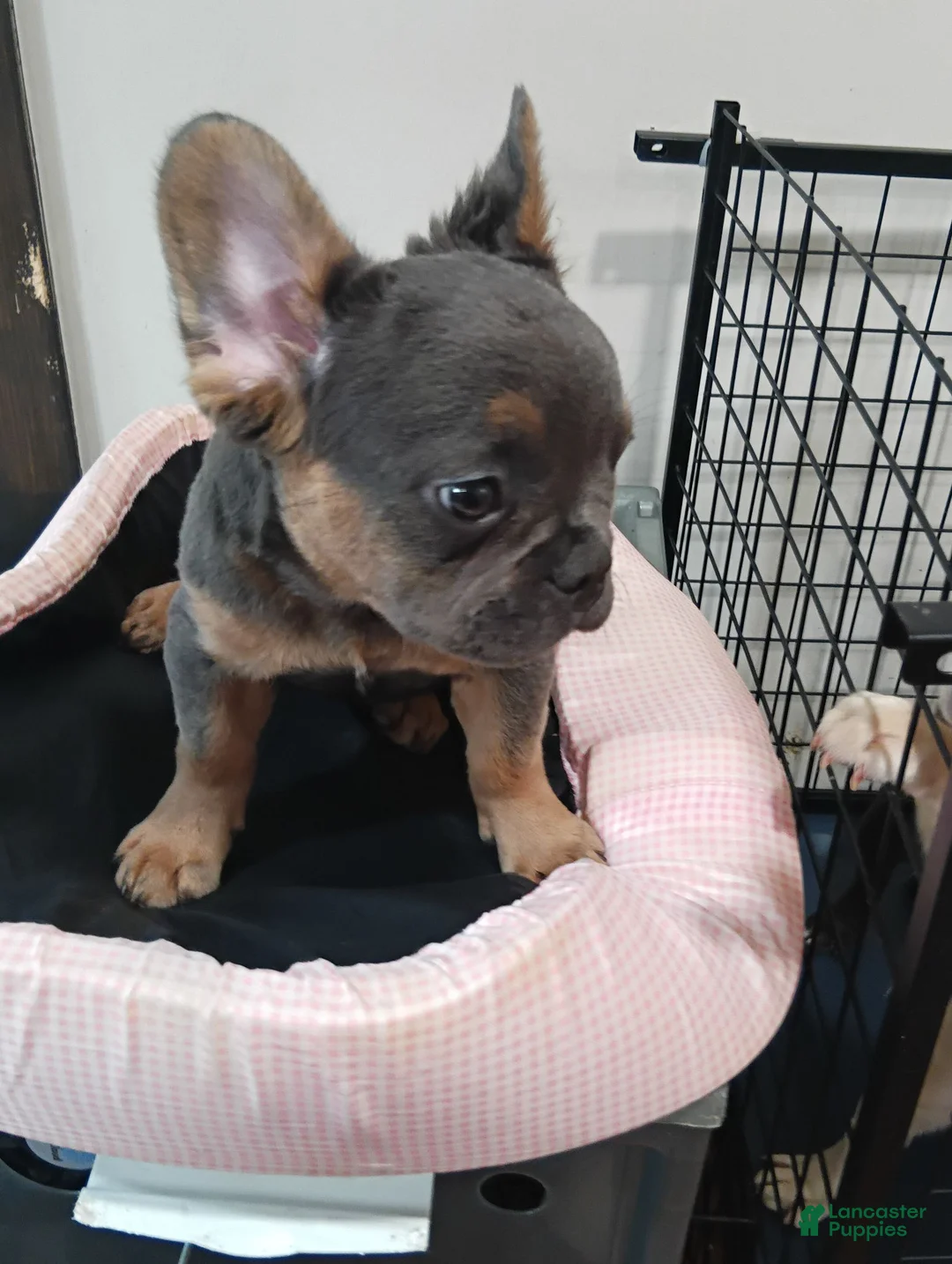 French Bulldog dogs for sale: French Bulldog 1 - Ad 2