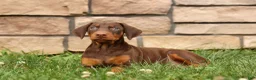 Doberman Pinscher dogs for sale: DIXIE - Ad 3