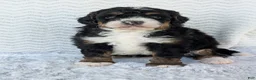Mini Bernedoodle dogs for sale: Mini Nemo  - Ad 7