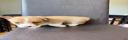 Welsh Corgi Pembroke dogs for sale: Luke - Ad 1