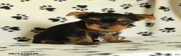 Yorkshire Terrier dogs for sale: Quill - Ad 5