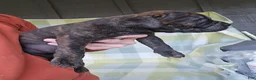 Cane Corso dogs for sale: ICCF Sarge - Ad 5