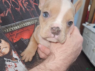 American Bully dogs - Ad 21