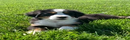 Bernese Mountain Dog dogs for sale: JJ - Ad 11
