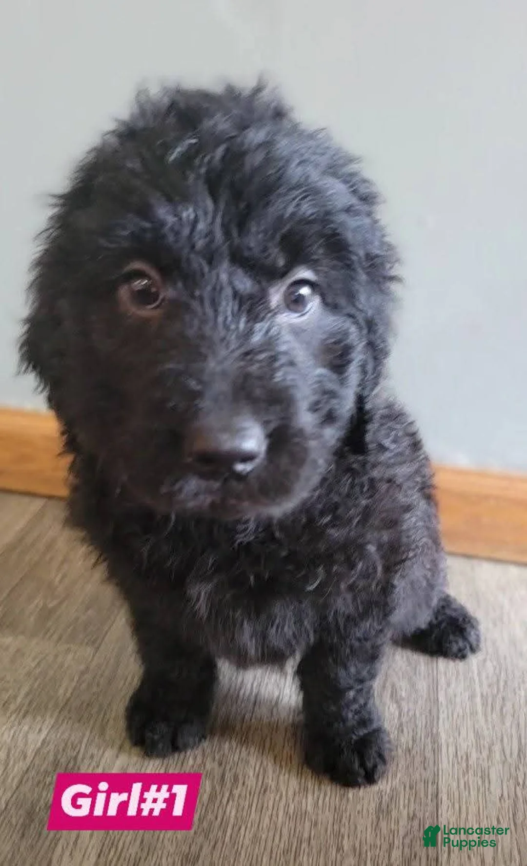 Double Doodle dogs for sale: Double Doodle Puppy 5 - Ad 1