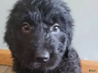 Double Doodle dogs Double Doodle Puppy 5 - Ad 42