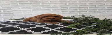 Peanut