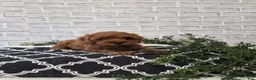 Cavapoo dogs for sale: Peanut - Ad 1
