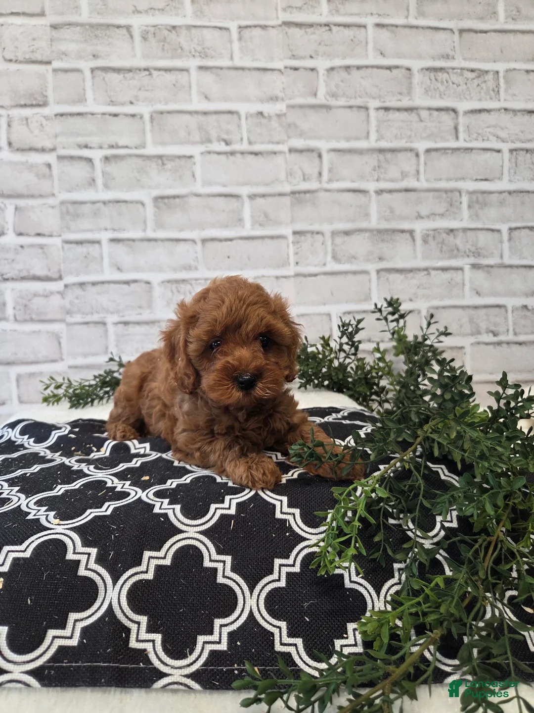 Cavapoo dogs for sale: Peanut - Ad 1