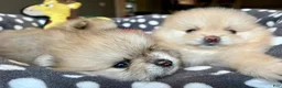Pomeranian dogs for sale: Kayla - Ad 20