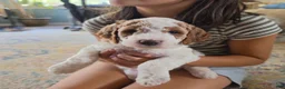 Mini Goldendoodle dogs for sale: Mini Goldendoodle 2 "Birch" - Ad 1