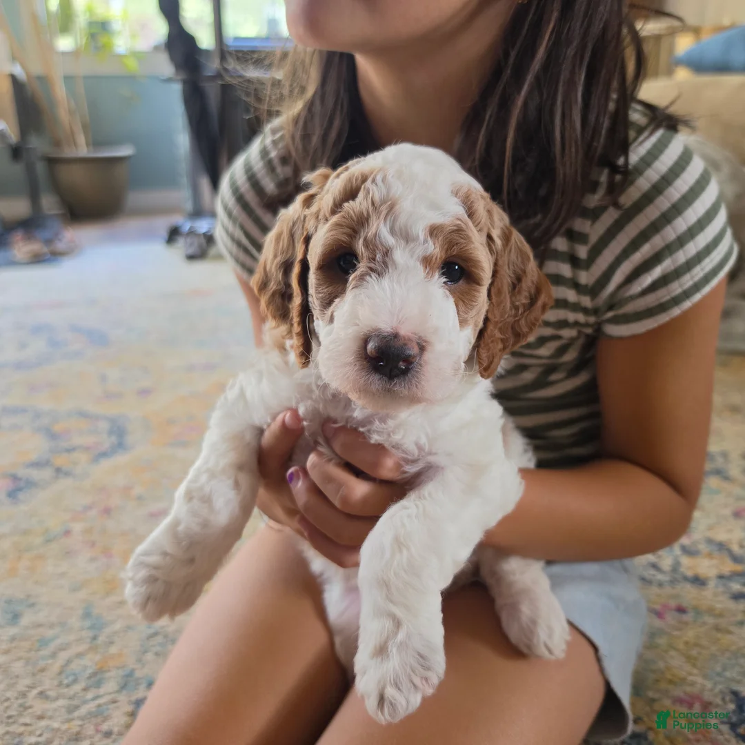 Mini Goldendoodle dogs for sale: Mini Goldendoodle 2 "Birch" - Ad 1