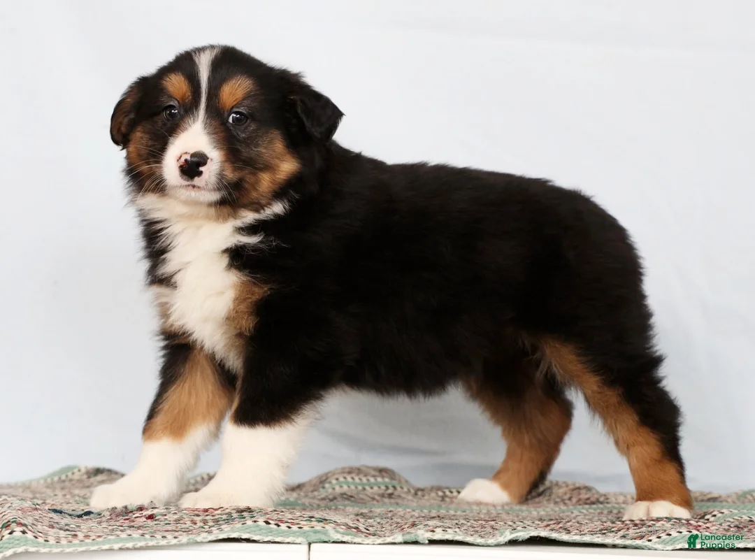 Australian Shepherd dogs for sale: Jared - Ad 4