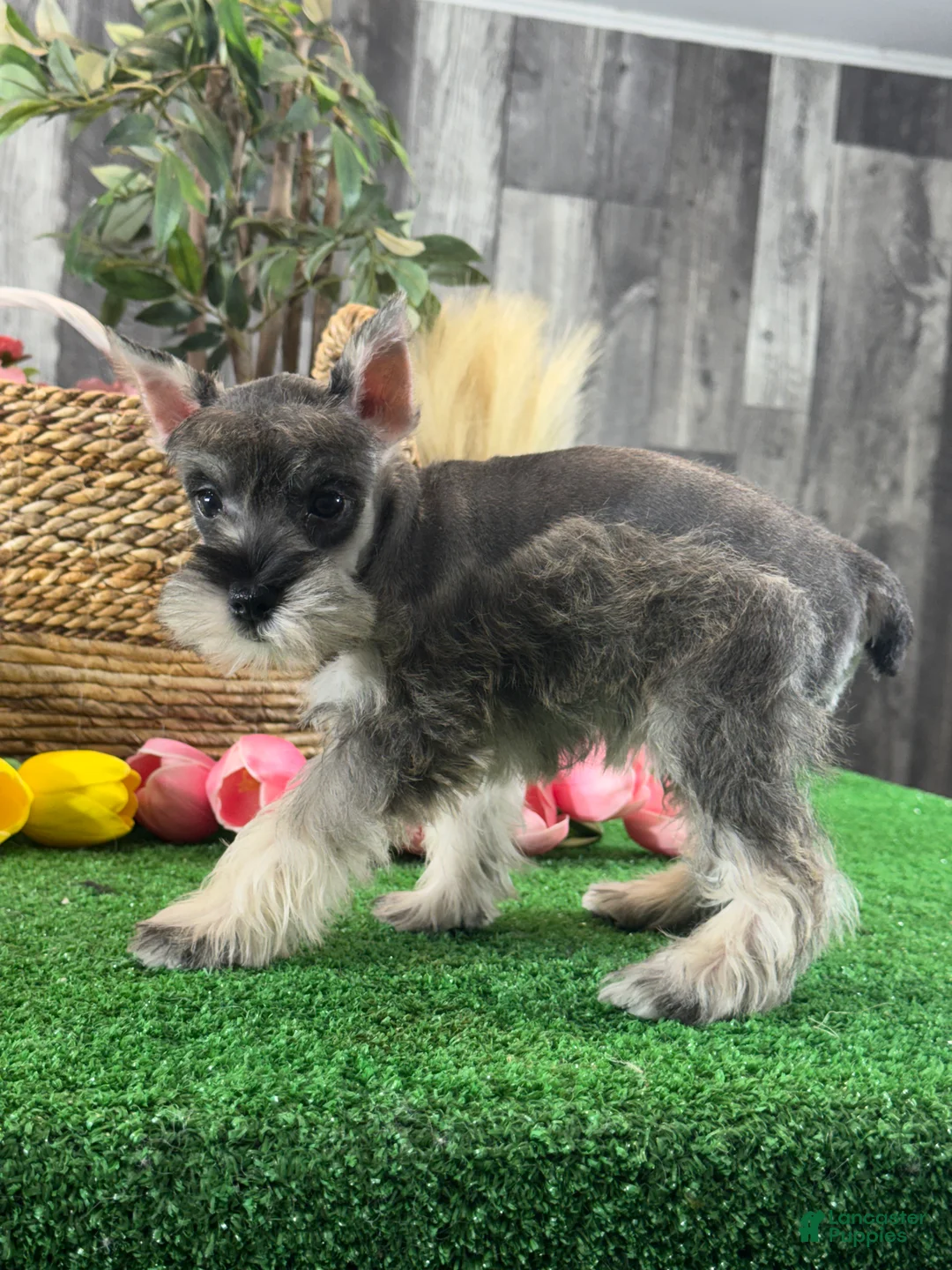 Miniature Schnauzer dogs for sale: Mimi - Ad 5