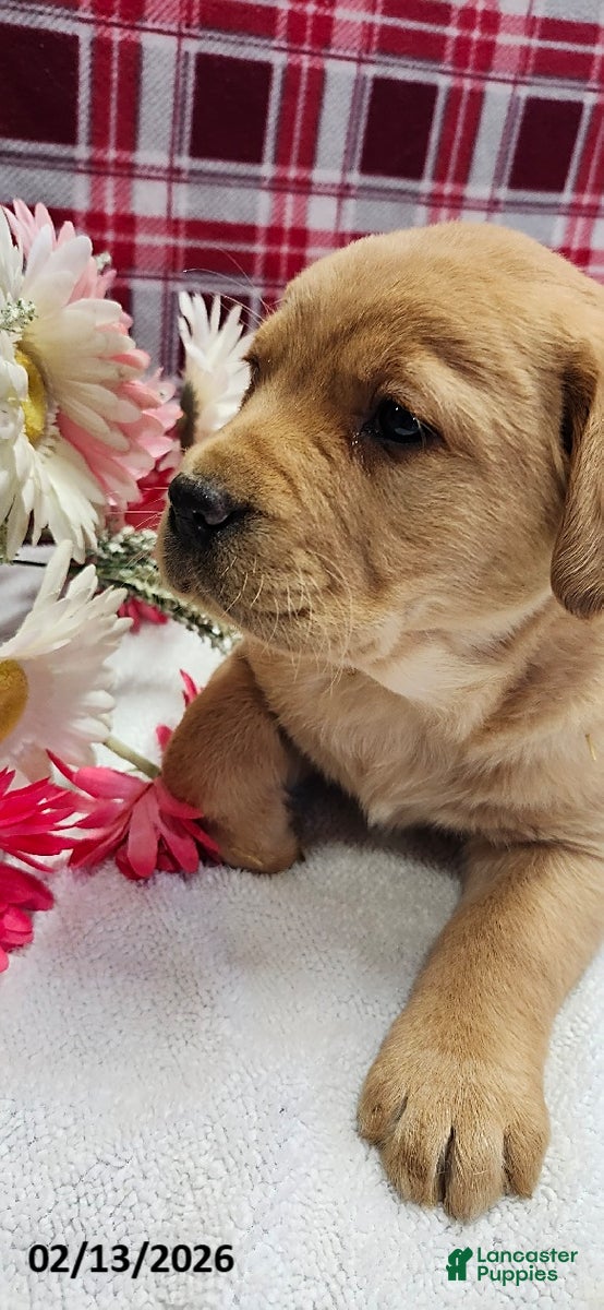 Labrador Retriever dogs Sally - Ad 2