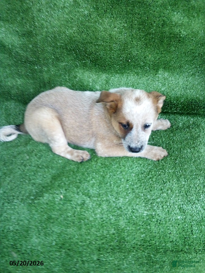 Australian Cattle Dog dogs Rosebud - Ad 2
