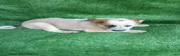 Australian Cattle Dog dogs for sale: Rosebud - Ad 2