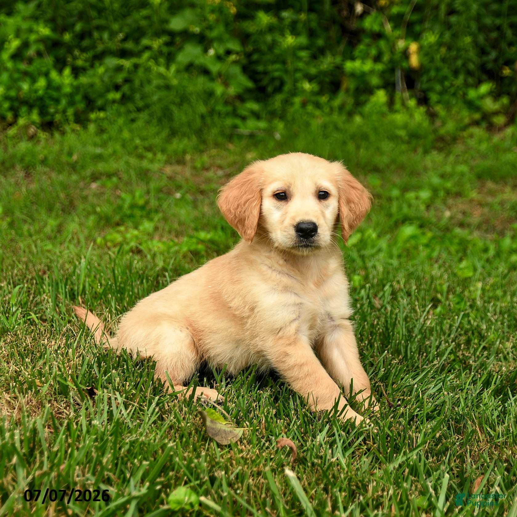 Golden Retriever dogs Nina - Ad 2