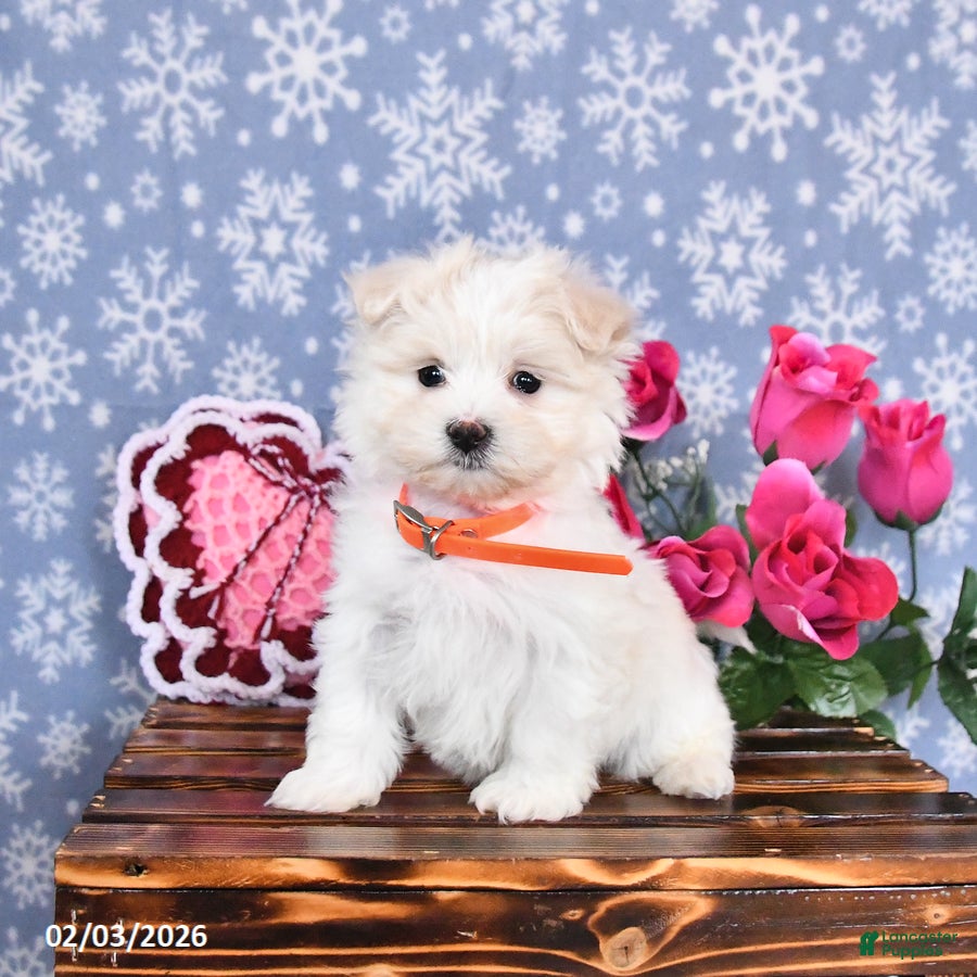 Maltese dogs Lacey - Ad 38