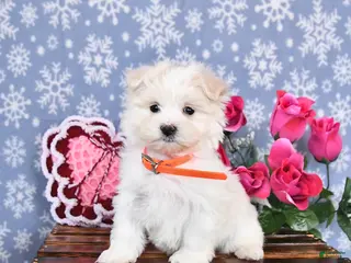 Maltese dogs Lacey - Ad 38
