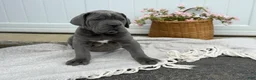 Cane Corso dogs for sale: Bane - Ad 19