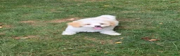 Maltipoo dogs for sale: Scooter - Ad 4