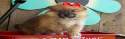 Pomeranian dogs for sale: Fabio  - Ad 18