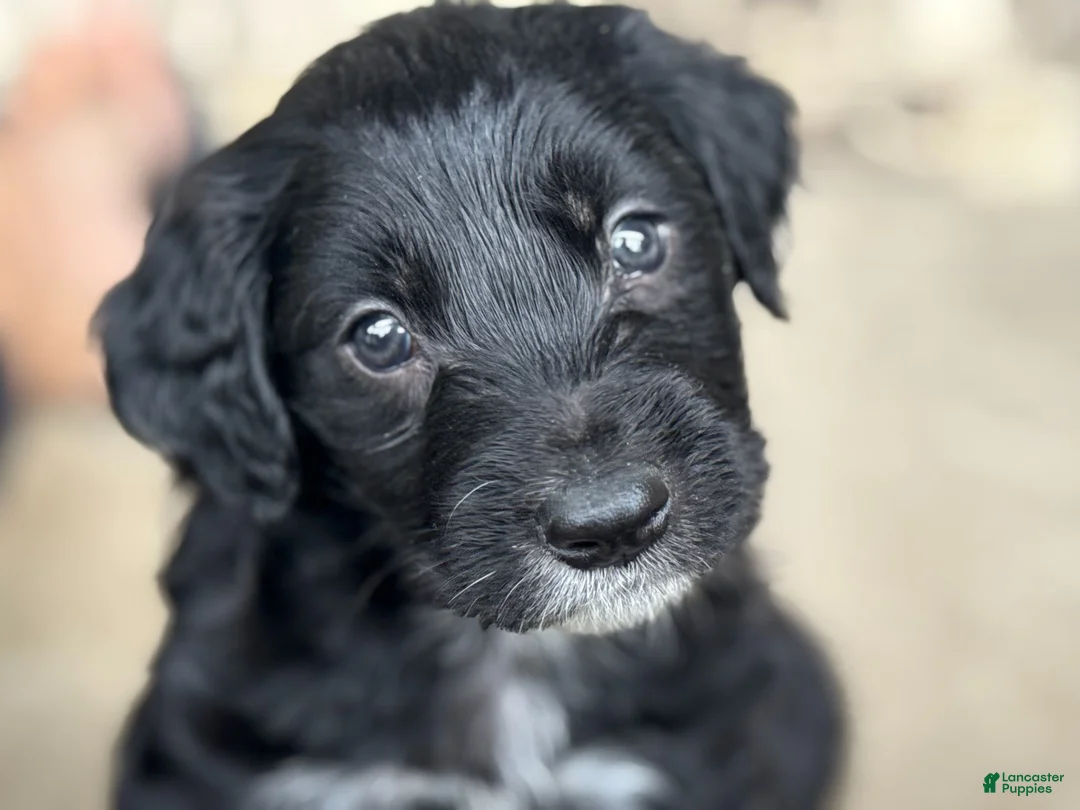 Mixed Breed dogs for sale: Aussie Doodle Male - Ad 1