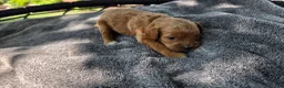 Cavapoo dogs for sale: Faith - Ad 10