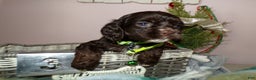 Cocker Spaniel dogs for sale: Cocker Spaniel Puppy 3 Mindy - Ad 2